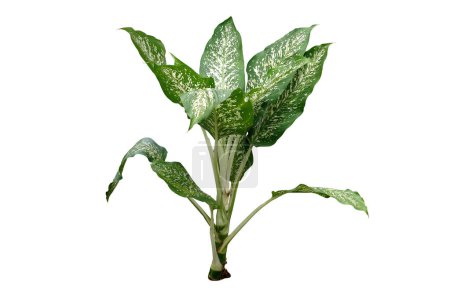 Dumb Cane (Dieffenbachia) green tropical foliage plant  isolated on white background, clipping pat