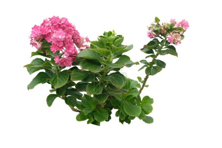Pink flower hydrangea macrophylla isolated on white background.with clipping path
