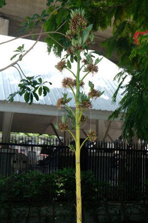 hermosas flores de agave americana planta en la garde