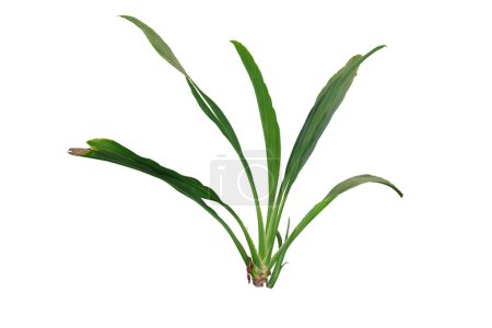 Ludovia lancifolia Brongn plant isolated on white background with clipping pat