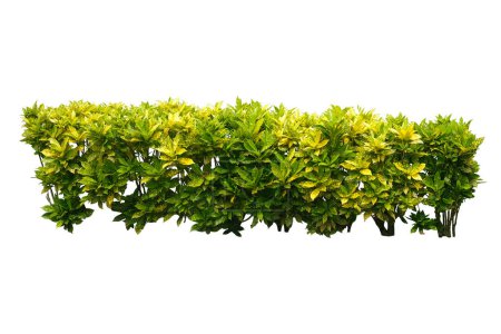 Codiaeum variegatum Gold Planta de crotón Polvo Aislado sobre fondo blanco, con camino de recorte, seto verde u hojas verdes Pared