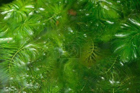 ceratophyllum demersum en el agua