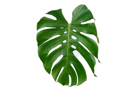 Green leaf of tropical monstera isolated on white background, clipping part
