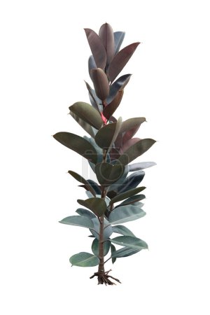 Téléchargez les photos : Ficus élastica plante Plante en caoutchouc, Assam caoutchouc Feuillage tropical isolé sur fond blanc, avec chemin de coupe - en image libre de droit