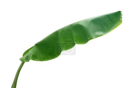 Feuille de banane verte isolée sur fond blanc. avec pat à clipser