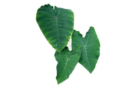 Alocasia odora foliage (Night-scented lily or Giant upright elephant ear), Exotic tropical leaf, isolated on white background with clipping pat