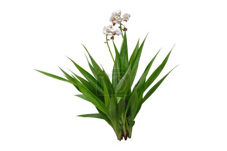 Ground Orchid - Spathoglottis plicata , Tropical flowers isolated on white background, with clipping path