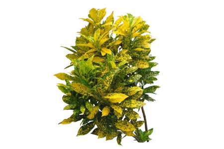 Codiaeum variegatum Gold Dust croton plant Isolated on White Background  with clipping path