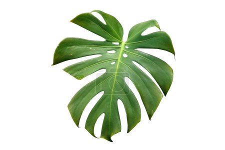 Green leaf of tropical monstera isolated on white background, clipping part