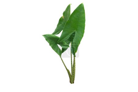 Alocasia zebrina houseplant  isolated on white background  with clipping path . Tropical house plant