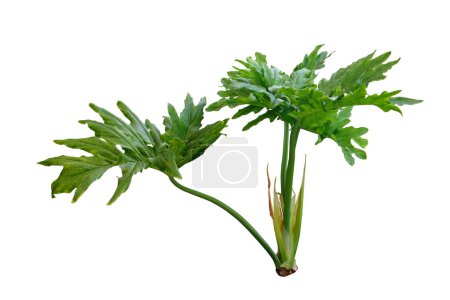 Philodendron selloum plant isolated on white background with clipping pat