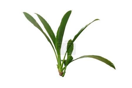Ludovia lancifolia Brongn plante isolée sur fond blanc avec une natte de coupe