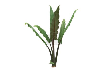 Alocasia Lauterbachiana  plant ,House plant ,Isolated on white background with clipping paths.