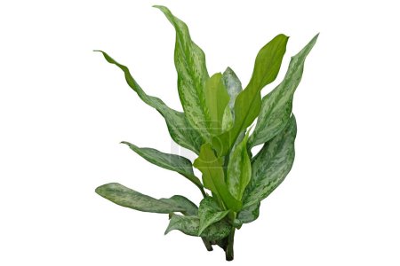 Photo for Aglaonema (Chinese Evergreen) plant on pot which set on white background with cliping path - Royalty Free Image