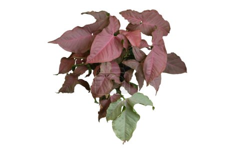 Syngonium Pink Allusion dans un fond blanc isolé avec chemin de coupe. Syngonium podophyllum 'Pink Allusion' est un cultivar de la famille des Araceae.