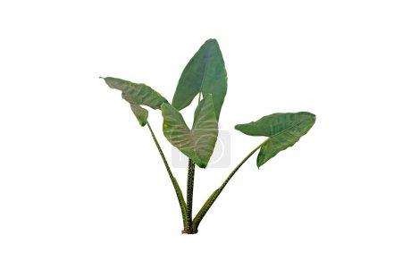 Alocasia zebrina Zimmerpflanze isoliert auf weißem Hintergrund mit Schnittpfad. Tropenhauspflanze.