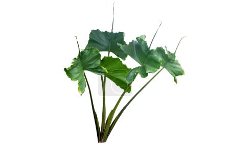 Alocasia Stingray plant ,House plant ,Isolated  on white background with clipping paths.