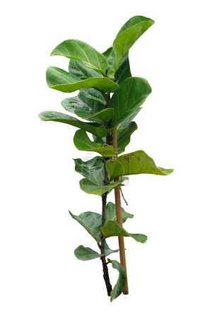 Téléchargez les photos : Fiddle leaf fig or ficus lyrata plant isolated on white background,Exterior interior decoration,with clipping path - en image libre de droit