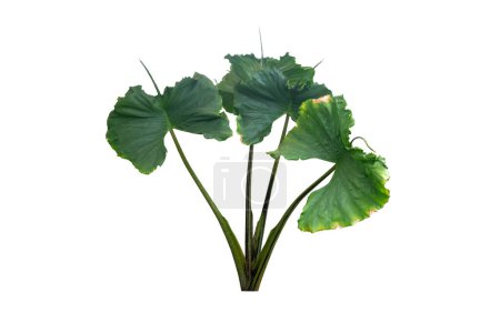 Alocasia Stingray plant ,House plant ,Isolated  on white background with clipping paths.