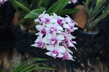 Weiß mit lila Orchideenblüte im Garten. Nahaufnahme. Hintergrund Natur.