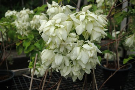 Mussaenda Philippica 'Snow Queen', shrub or tree and grows primarly in the wet tropical biome(s)