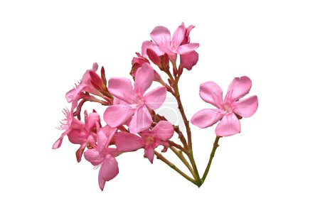Pink oleander flower and leaves isolated on white background,with clipping pat