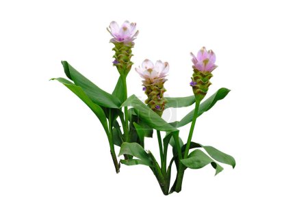Pink Siam tulip flower or Curcuma alismatifolia, isolated on white background, with clipping path