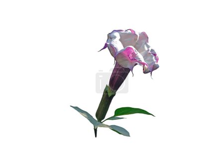 Lila oder schwarz duftende trompetenförmige Blüte der seltenen Datura (Datura metel 'Fastuosa'), isoliert auf weißem Hintergrund mit Schnittpfad.