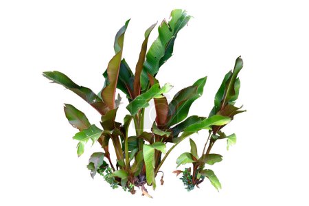 Heliconia indica spectabilis, plante verte tropicale isolée sur fond blanc, avec chemin de coupe