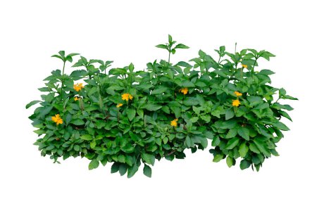 Photo for Crossandra infundibuliformis (Firecracker Flower),The Herb Plant, Bush isolated on white background,with Clipping Path - Royalty Free Image