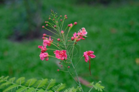 rosa flor valla pavos reales cresta verde hojas fondo