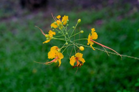 Flor amarilla valla pavos reales cresta hojas verdes fondo
