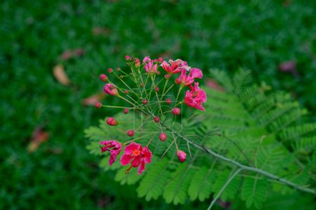 rosa flor valla pavos reales cresta verde hojas fondo