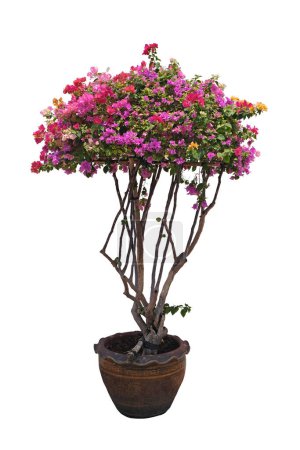 Bougainvilliers pourpres Fleurs dans un pot de fleurs, isolé sur fond blanc, avec chemin de coupe, pour parc ou jardin décoratif 