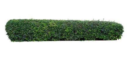 Siamese rough bush Green tree wall fence, Tooth brush tree, Ornamental plants for decoration garden. isolated on white background. clipping path.