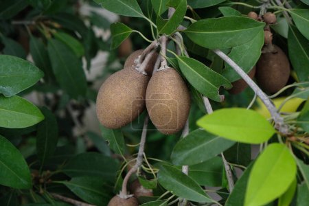 Sapodilla fruit very sweet  on Tree with Green Leaves