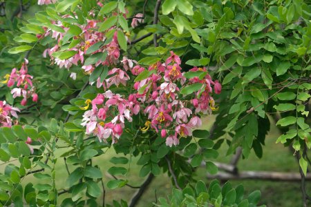 Java Cassia Blume, Pink Shower, Apple Blossom Tree oder Rainbow Shower Blume blüht mit Blättern Hintergrund an einem Sommertag im Park