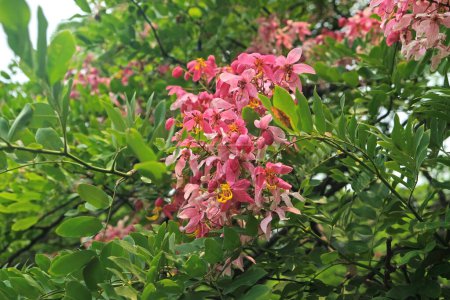 Java Cassia Blume, Pink Shower, Apple Blossom Tree oder Rainbow Shower Blume blüht mit Blättern Hintergrund an einem Sommertag im Park