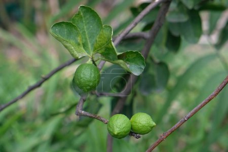 Citrus limon, Femminella a zagara bianca, familia Rutaceae, Frutas verdes de limón madurando en una rama con hojas.