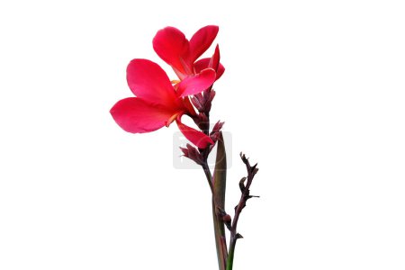 Canna-Blume, Rote Canna-Lilie, Tropische Blüten isoliert auf weißem Hintergrund, mit Clipping Pat