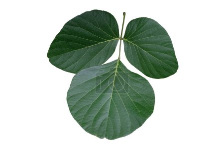  Leaves of Butea monosperma (Sacred Tree) isolated on white background with clipping path