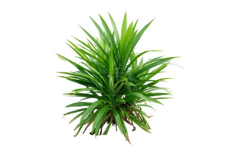 pandan leaves or Pandanus amaryllifolius is a tropical plant in pot with white background.with clipping path.
