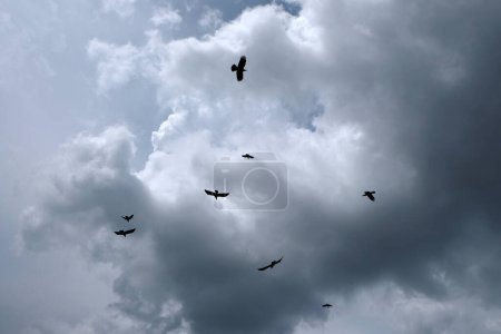 Krähen fliegen mit dunkelgrauer Wolke gegen den Gewitterhimmel