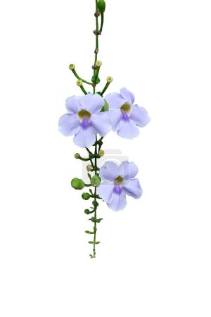 Thunbergia grandiflora, Bengal Clock Vine, Blue Sky Vine, Blue Trumpet Vine, Thunbergia laurifolia, Blue belle fleur de tête isolée sur fond blanc. avec pat à clipser