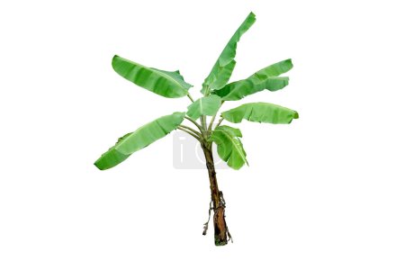 Banana tree isolated on white background with clipping paths for garden design. Tropical economic crops