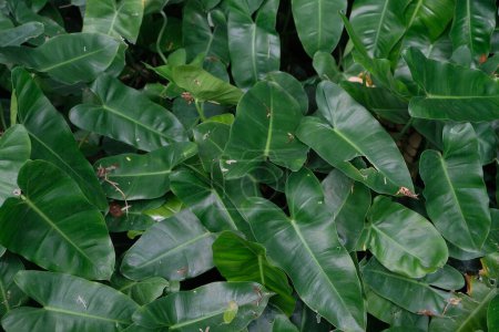  Philodendron Burle Marx (Philodendron imbe) la planta de follaje tropical sobre fondo oscuro.textura de la vegetación verde, con grandes volantes verdes.Fondo de hojas verdes tropicales.