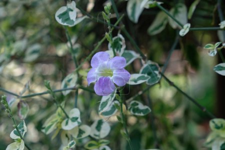 Violet Asystasia flower with leaf isolated on garden background, Asystasia gangetica or Chinese violet on green nature background