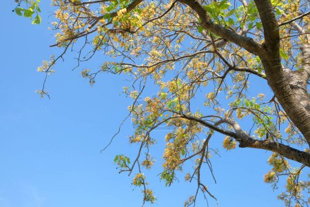  Kapernbaum auf blauem Himmel Hintergrund. Frühlingsbaum mit blauem Himmelhintergrund