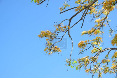  Kapernbaum auf blauem Himmel Hintergrund. Frühlingsbaum mit blauem Himmelhintergrund