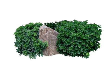 Arbustos y piedras, Jardín Arquitectura paisajística, roca, paisaje, arbusto de jardín, colección de plantas de arbustos verdes, roca gris, aislado sobre fondo blanco con camino de recorte.